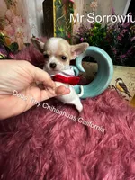Tiny Mr. SORROWFUL  see video, a male Chihuahua for sale in Tracy, CA – 4 of 5