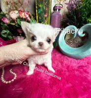 PIKACHU see Video , a male Chihuahua for sale in Tracy, CA – 3 of 8