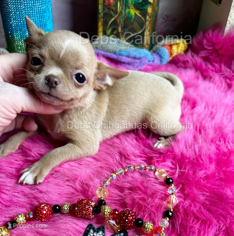 Little GOLDIE -Video – Chihuahua puppy for sale in Tracy, CA