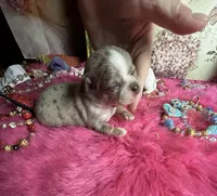 Rolex - price incl nanny delivery, a  Chihuahua for sale in Tracy, CA – 2 of 4