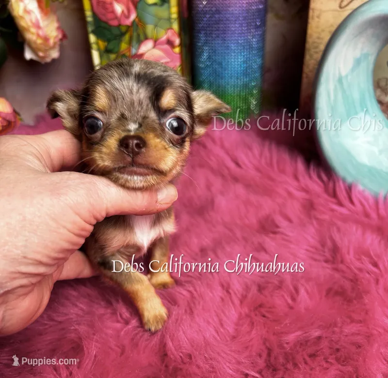 Mini Aurora   – Chihuahua puppy for sale in Tracy, CA