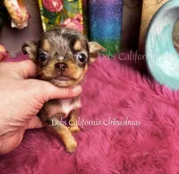 Mini Aurora  , a female Chihuahua for sale in Tracy, CA – 1 of 3