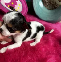 Betty Boop , a female Chihuahua for sale in Tracy, CA – Photo 2 of 4