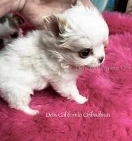 Mini  NIMBUS , a male Chihuahua for sale in Tracy, CA – 6 of 6