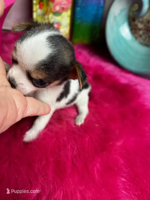 Betty Boop , a female Chihuahua for sale in Tracy, CA – Photo 1 of 3