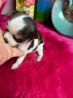 Betty Boop , a female Chihuahua for sale in Tracy, CA – Photo 1 of 3
