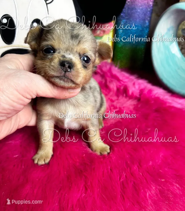 Rolex  – Chihuahua puppy for sale in Tracy, CA