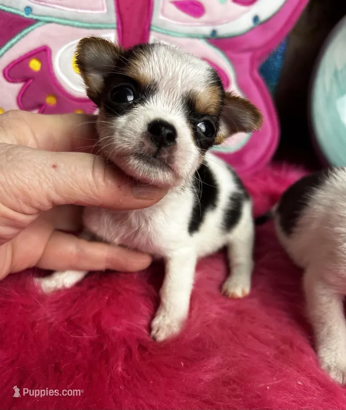 Betty Boop  – Chihuahua puppy for sale in Tracy, CA