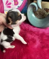 Betty Boop , a female Chihuahua for sale in Tracy, CA – Photo 4 of 4