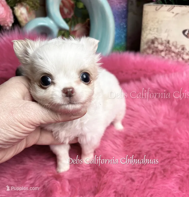 Mini  NIMBUS  – Chihuahua puppy for sale in Tracy, CA