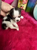 Betty Boop , a female Chihuahua for sale in Tracy, CA – Photo 3 of 3