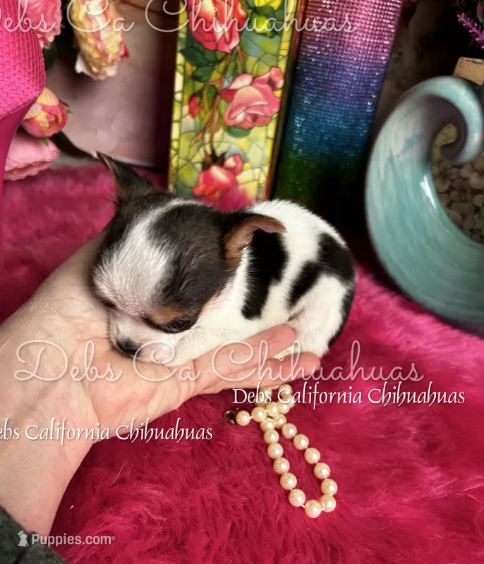 Dainty BETTY BOOP  – Chihuahua puppy for sale in Tracy, CA