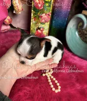 Dainty BETTY BOOP , a female Chihuahua for sale in Tracy, CA – Photo 1 of 3