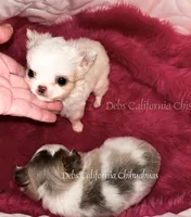 Mini  NIMBUS , a male Chihuahua for sale in Tracy, CA – 2 of 6