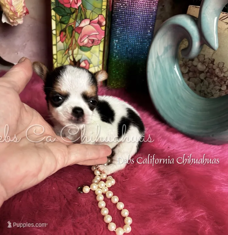 Betty Boop  – Chihuahua puppy for sale in Tracy, CA