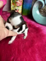 Betty Boop , a female Chihuahua for sale in Tracy, CA – Photo 2 of 3