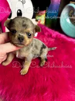 Rolex , a male Chihuahua for sale in Tracy, CA – Photo 3 of 3