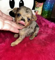 Rolex , a male Chihuahua for sale in Tracy, CA – Photo 2 of 3