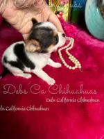 Tiny Betty Boop , a female Chihuahua for sale in Tracy, CA – Photo 4 of 4