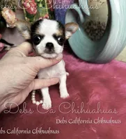 Dainty BETTY BOOP , a female Chihuahua for sale in Tracy, CA – Photo 3 of 3