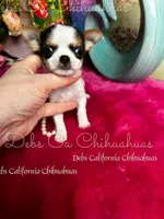 Tiny Betty Boop , a female Chihuahua for sale in Tracy, CA – Photo 3 of 4