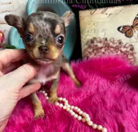 Tiny BAMBI , a female Chihuahua for sale in Tracy, CA – 2 of 5