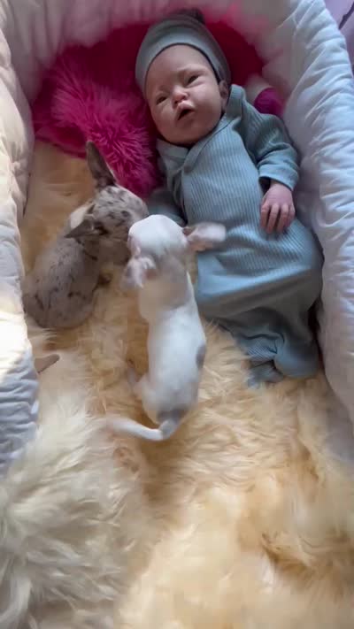 DEBS CAlifornia BLUE SKIES  - 2 Videos!, a male Chihuahua for sale in Tracy, CA – 4 of 8