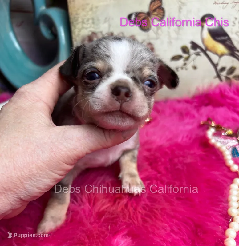 ROLEX - parents pics and  sibling pix – Chihuahua puppy for sale in Tracy, CA