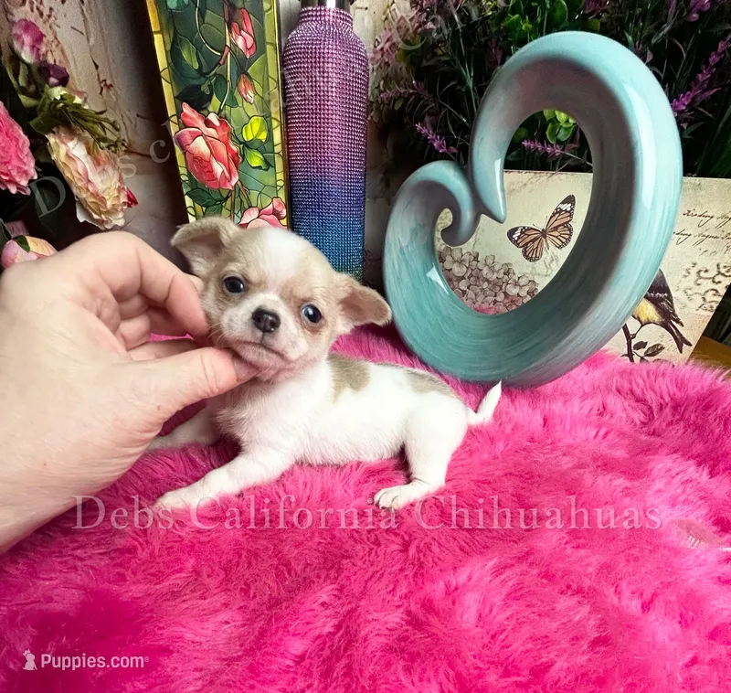 Serious Sam – Chihuahua puppy for sale in Tracy, CA