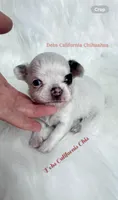 Longcoat little BETTY BOOP, a female Chihuahua for sale in Tracy, CA – 2 of 3