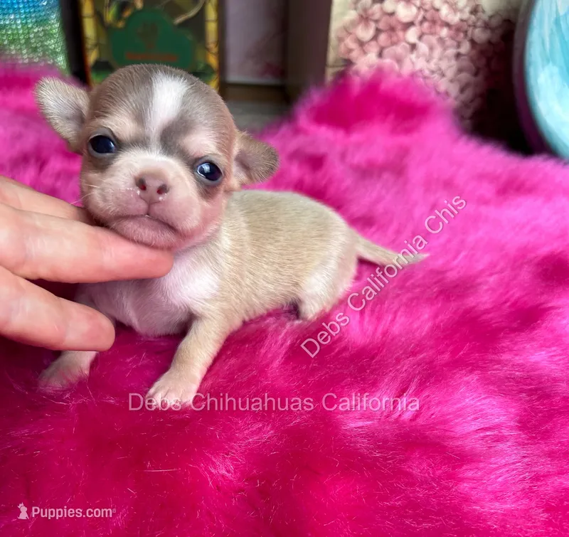DEBS CALIF CHIS Tiny WILLOW – Chihuahua puppy for sale in Tracy, CA
