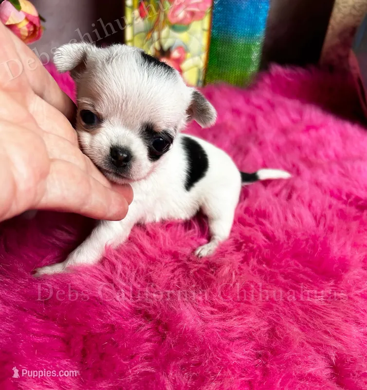Unique Runt ZORRO  – Chihuahua puppy for sale in Tracy, CA