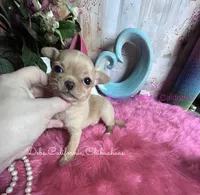 Tiny  POOH BEAR, a male Chihuahua for sale in Tracy, CA – 2 of 3