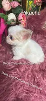 PIKACHU see Video , a male Chihuahua for sale in Tracy, CA – 1 of 8