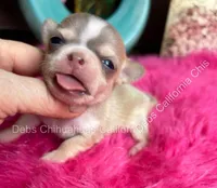 DEBS CALIF CHIS Tiny WILLOW, a male Chihuahua for sale in Tracy, CA – 4 of 6