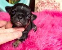 Debs California Chi’s Tiny COLE, a male Chihuahua for sale in Tracy, CA – 3 of 5
