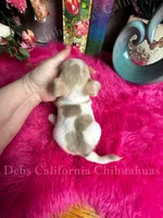Serious Sam, a male Chihuahua for sale in Tracy, CA – 3 of 4