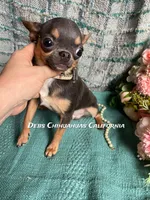 Dollface Teddy Ruxpin + Parents Pics, a male Chihuahua for sale in Tracy, CA – 8 of 8