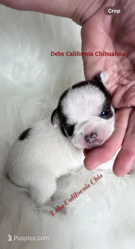 Little PANDA – Chihuahua puppy for sale in Tracy, CA