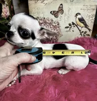 5 month old INKBLOT, a male Chihuahua for sale in Tracy, CA – 4 of 6