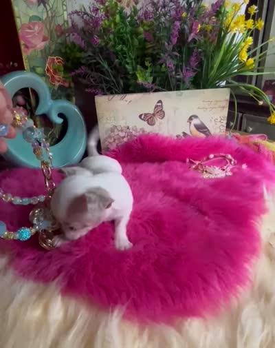 Deb’s STERLING -2 Videos, a male Chihuahua for sale in Tracy, CA – 10 of 10