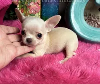Tiny OHLALA , a male Chihuahua for sale in Tracy, CA – 2 of 4