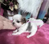 Little PARIS , a female Chihuahua for sale in Tracy, CA – 3 of 3