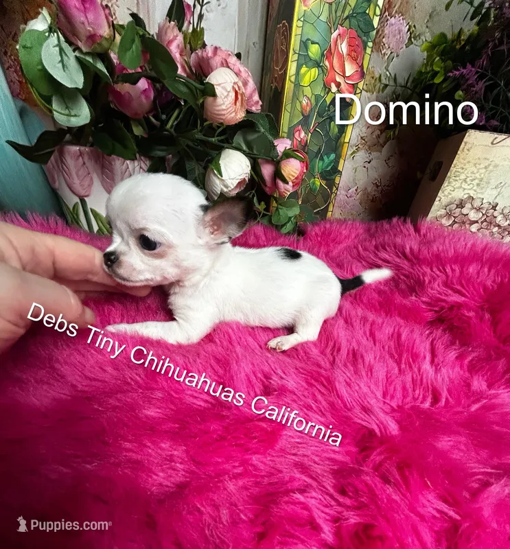 Two Face DOMINO - See VIDEO – Chihuahua puppy on hold in Tracy, CA