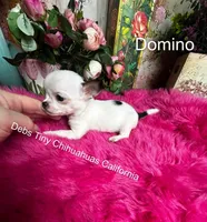 DOMINO See video, a male Chihuahua for sale in Tracy, CA – 4 of 5