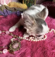 Little Longcoat SOPHIE , a female Chihuahua for sale in Tracy, CA – 2 of 9