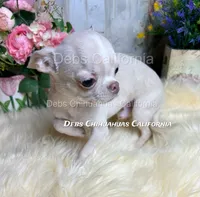 Tiny Marshmellow  , a male Chihuahua for sale in Tracy, CA – 6 of 8