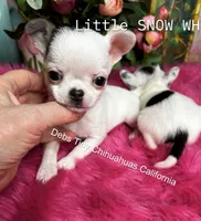 Little SnowWhite , a female Chihuahua for sale in Tracy, CA – 3 of 4