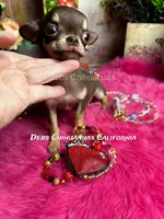 Hershey - See Video , a male Chihuahua for sale in Tracy, CA – 4 of 5