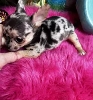Tiny TIGER LILY see Video, a female Chihuahua for sale in Tracy, CA – 3 of 8